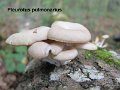 Pleurotus pulmonarius-amf1475